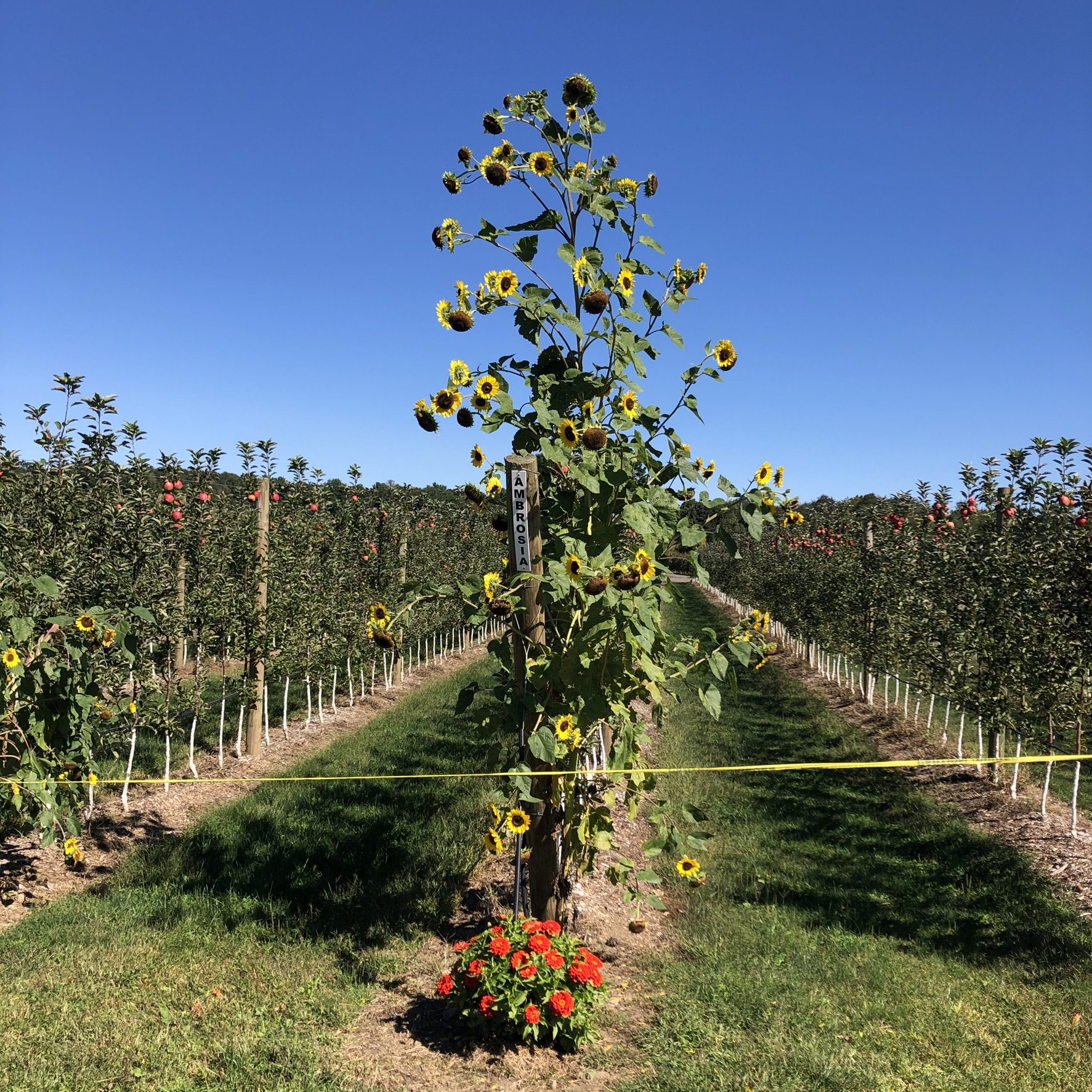 Rows of apple trees with a super tall sunflower plant with multiple flowers on it