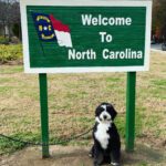 Welcome to North Carolina sign with Barnaby, a tri-colored mostly black and white, the Bernedoodle sitting underneath.