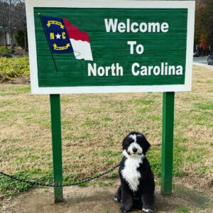 Welcome to North Carolina sign with Barnaby, a tri-colored mostly black and white, the Bernedoodle sitting underneath.