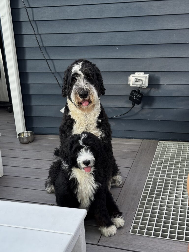 Photo of two Bernedoodles sitting on a deck, Barnaby, larger 4-year-old 70 lbs sitting in the back with Bingley, 12 weeks old approximately 24 lbs sitting in front.